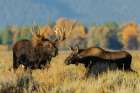 Shiras bull moose encounters a calf moose in autumn light-USA Wyoming Art Print